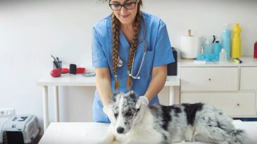 Ya se pueden reservar turnos online para castraciones de mascotas