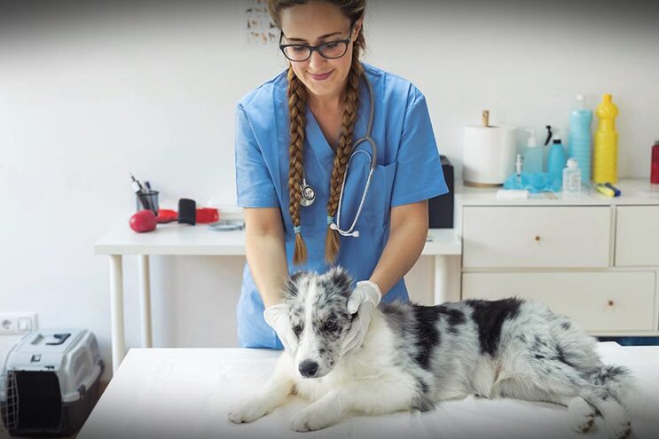 Ya se pueden reservar turnos online para castraciones de mascotas