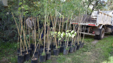 La provincia donó 100 especies arbóreas para espacios públicos de la ciudad