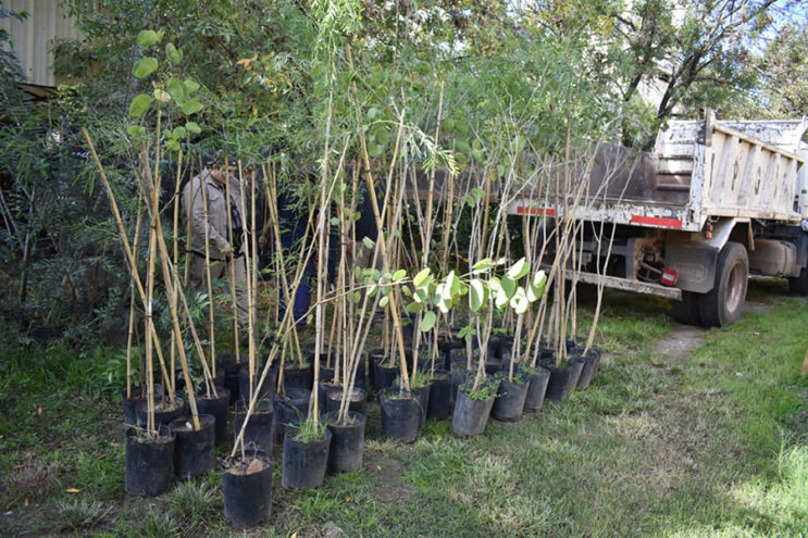La provincia donó 100 especies arbóreas para espacios públicos de la ciudad