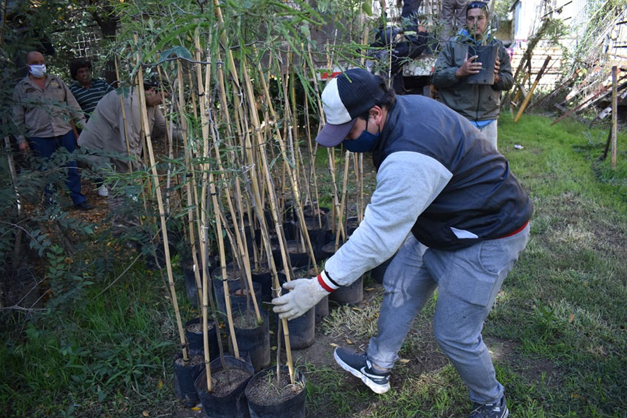 La provincia donó 100 especies arbóreas para espacios públicos de la ciudad