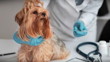 Campaña de vacunación antirrábica gratuita en los barrios de la ciudad