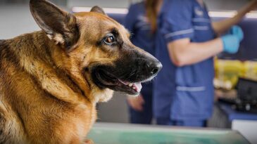 Se amplió a más barrios la campaña de vacunación antirrábica gratuita