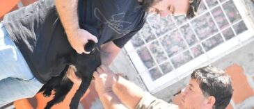 Continúa en la ciudad la campaña de vacunación antirrábica para perros y gatos