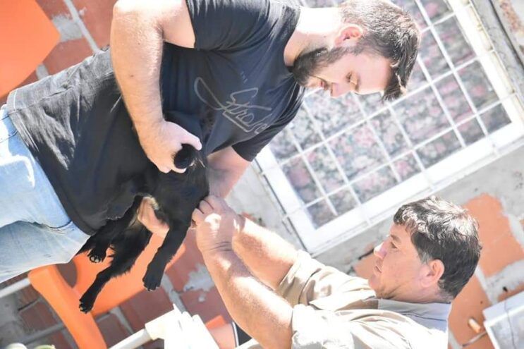 Continúa en la ciudad la campaña de vacunación antirrábica para perros y gatos