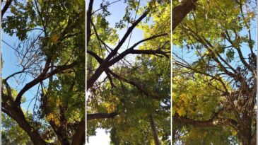 Vecinos de la ciudad denuncian falta de respuestas a sus reclamos por parte del municipio