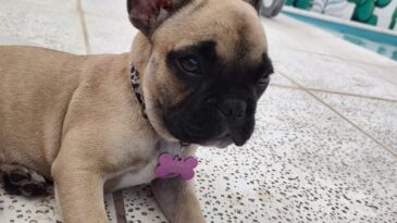 Ofrecen importante recompensa por una mascota robada en Puerto General San Martín