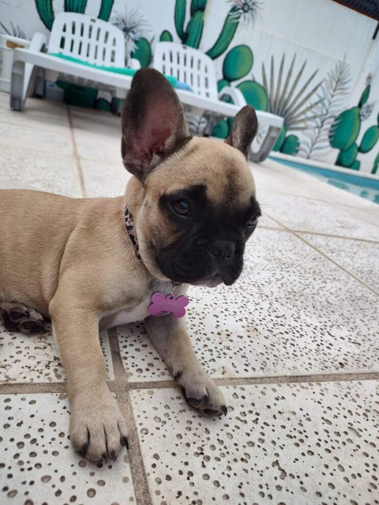 Ofrecen importante recompensa por una mascota robada en Puerto General San Martín