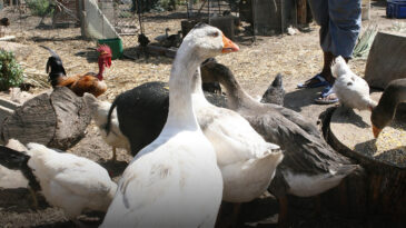 Puerto General San Martín en estado de alerta ante el avance de casos de Gripe Aviar en el país