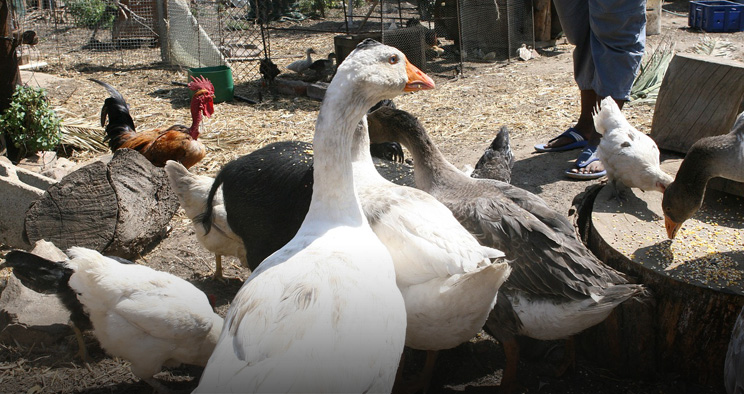 Puerto General San Martín en estado de alerta ante el avance de casos de Gripe Aviar en el país