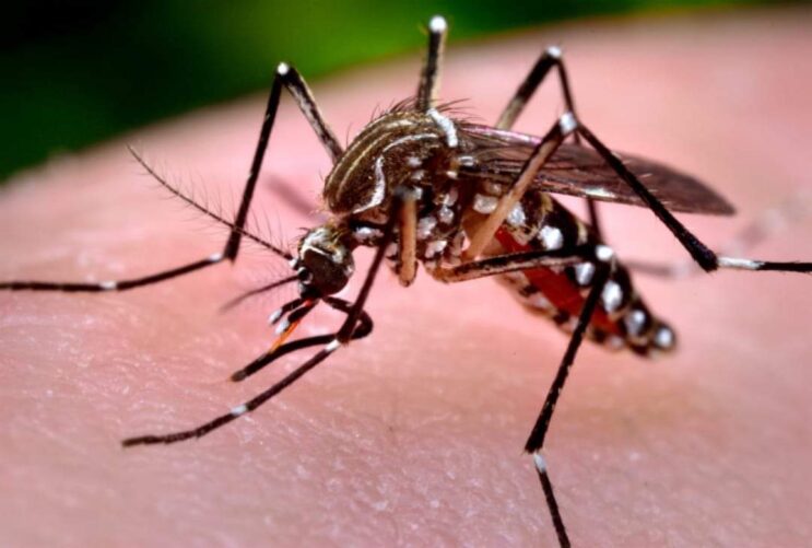 Dengue: el total de casos registrados en la provincia y cuántos hay en Puerto General San Martín